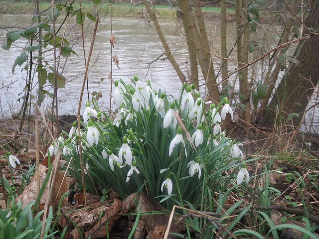 Perce-neige