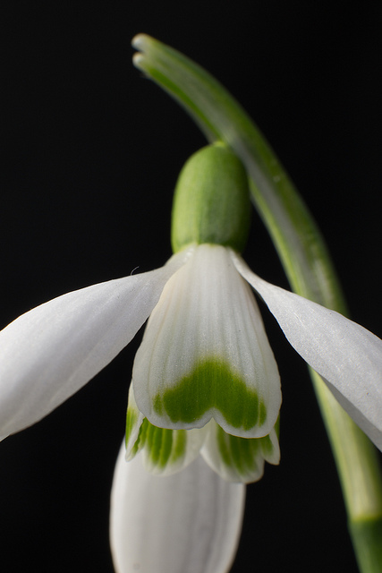 Perce-neige