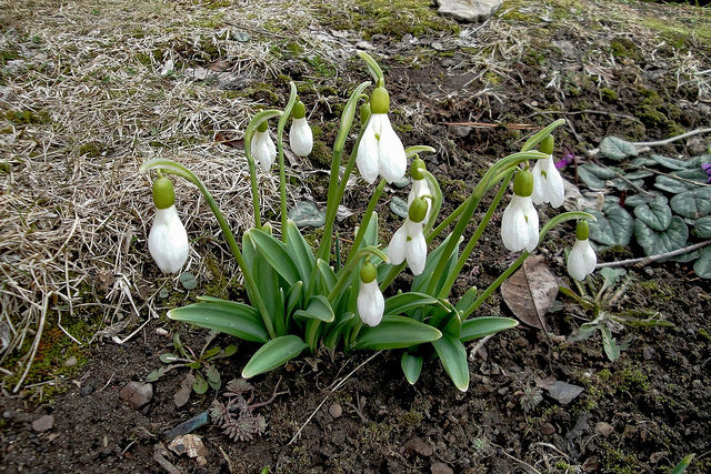 Galanthus plicatus (Galanthus plicatus)
