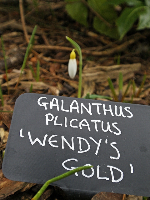 Galanthus plicatus