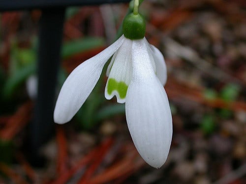 Galanthus reginae-olgae (Galanthus reginae-olgae)