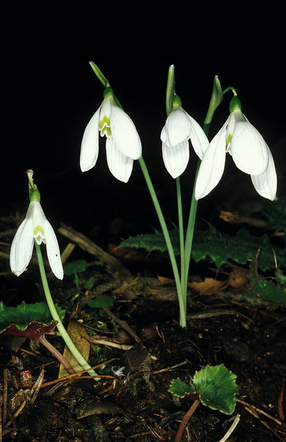 Galanthus reginae-olgae