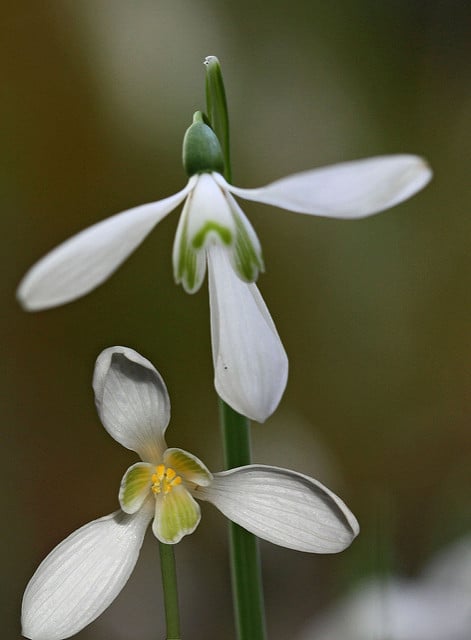 Galanthus reginae-olgae