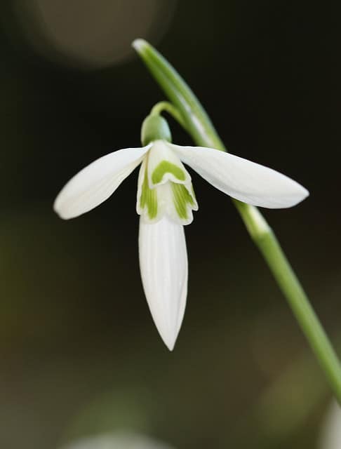 Galanthus reginae-olgae