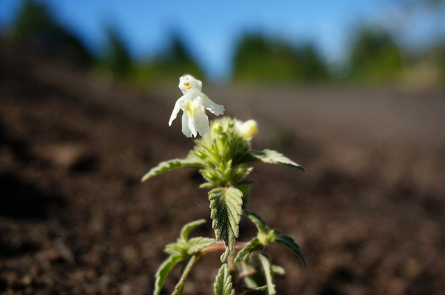 Galéopsis des champs (Galeopsis segetum)