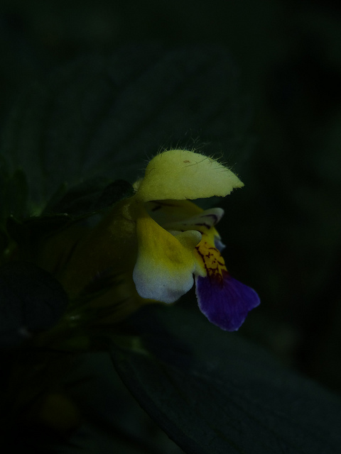 Galéopsis à fleurs panachées