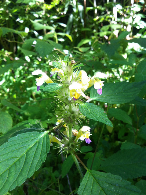 Galéopsis à fleurs panachées