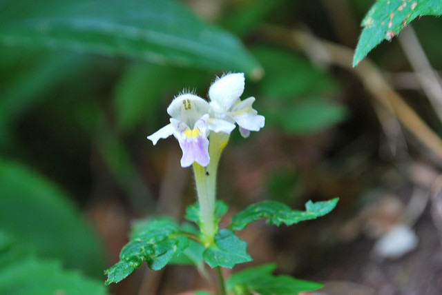 Galéopsis à fleurs panachées