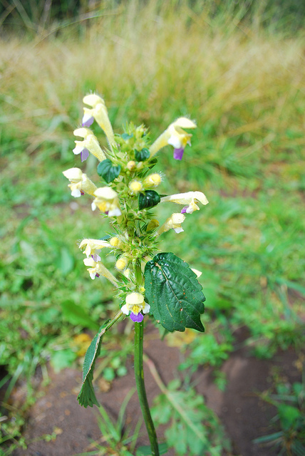 Galéopsis à fleurs panachées
