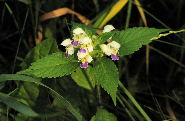 Galéopsis à fleurs panachées (Galeopsis speciosa)