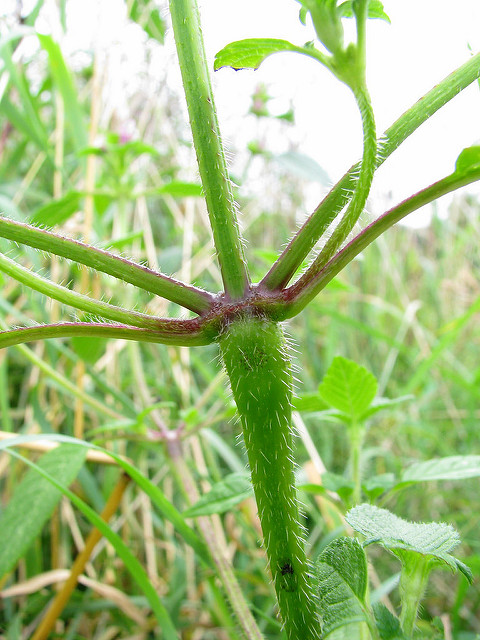 Galéopsis tétrahit