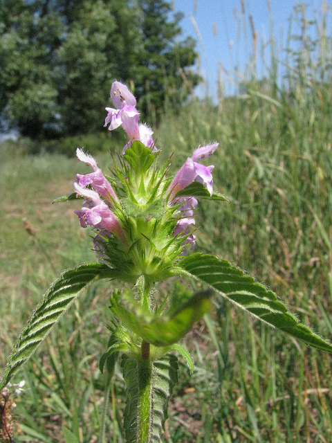 Galéopsis tétrahit
