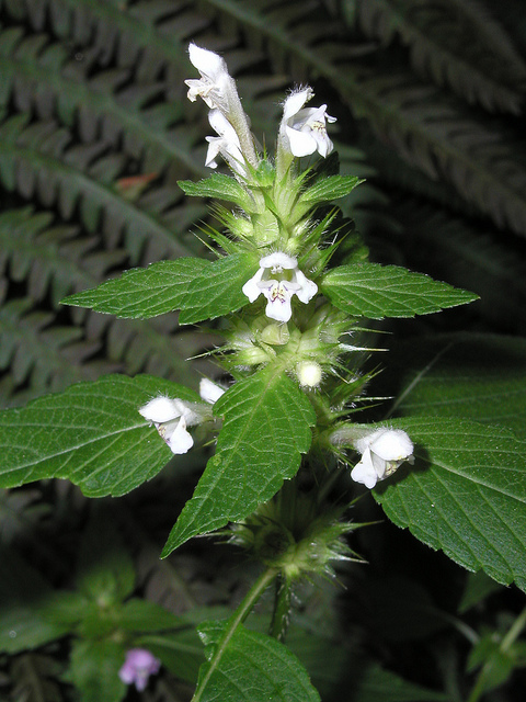 Galéopsis tétrahit