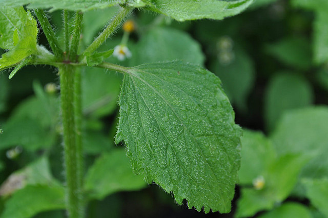 Galinsoga cilié