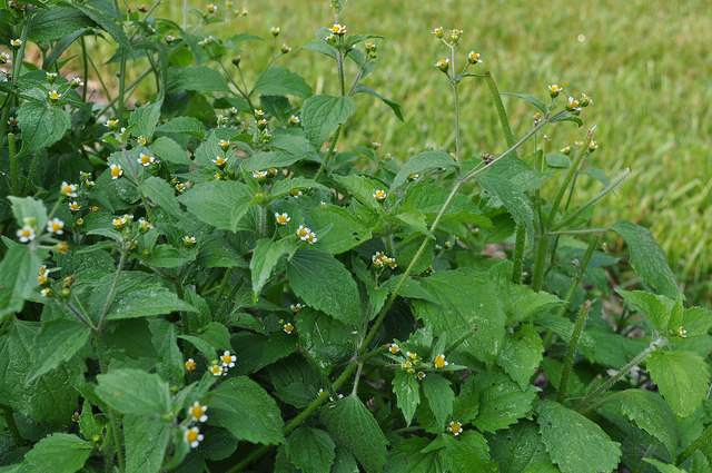Galinsoga cilié