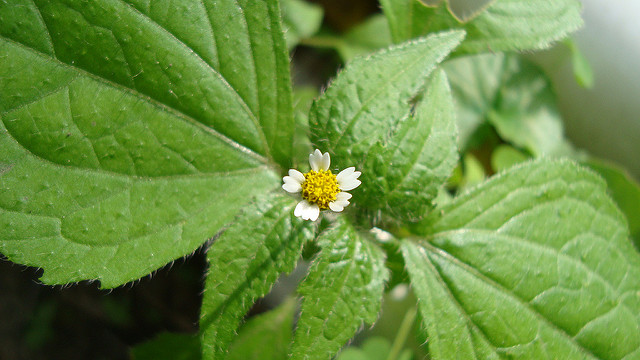 Galinsoga cilié
