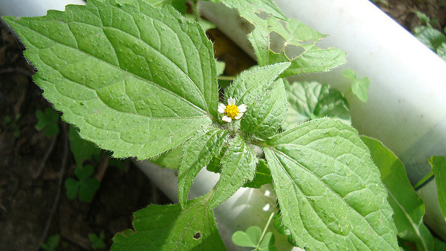 Galinsoga cilié