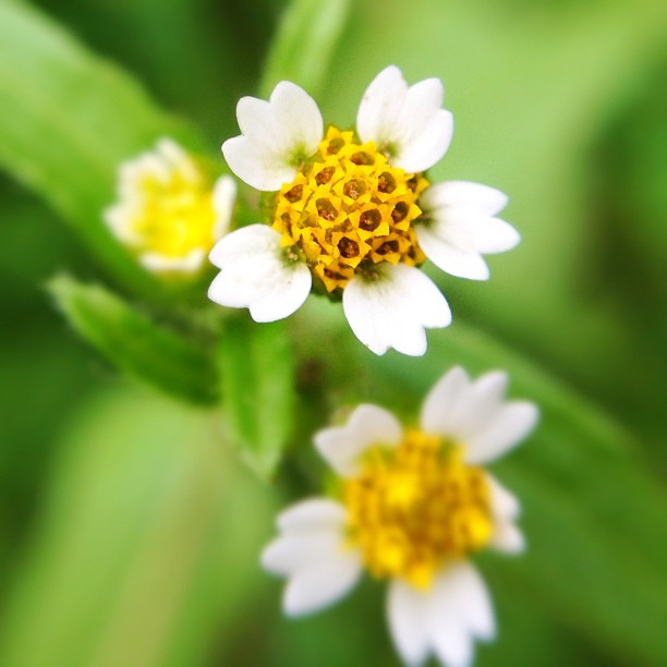 Galinsoga cilié