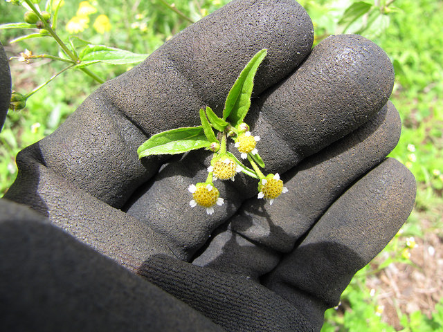 Galinsoga à petites fleurs