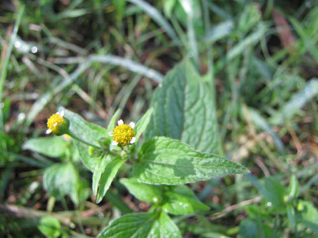 Galinsoga à petites fleurs