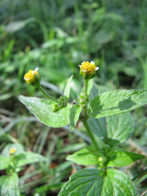 Galinsoga à petites fleurs