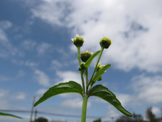 Galinsoga à petites fleurs
