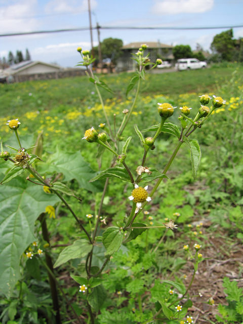 Galinsoga à petites fleurs