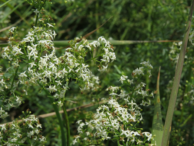 Caille-lait commun