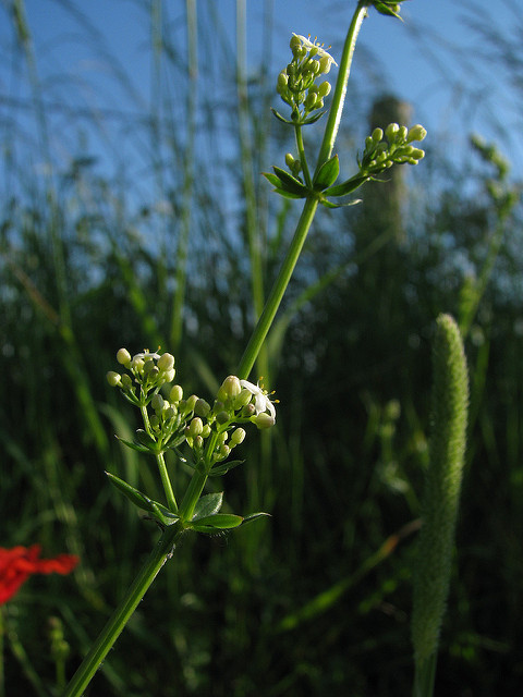 Caille-lait commun