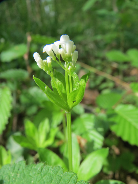 Aspérule odorante