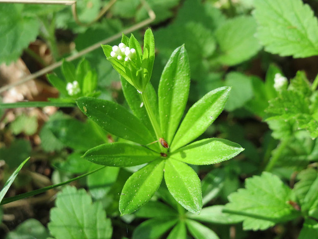 Aspérule odorante