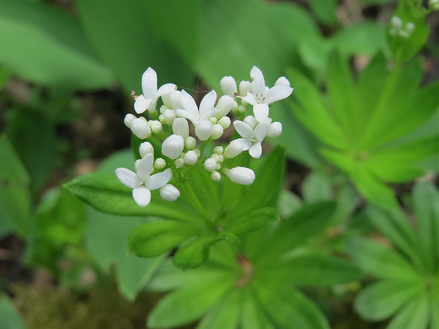 Aspérule odorante