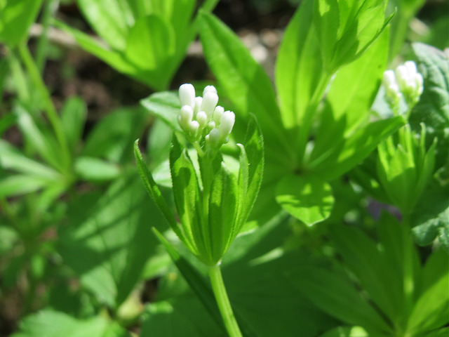 Aspérule odorante