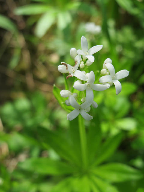 Aspérule odorante