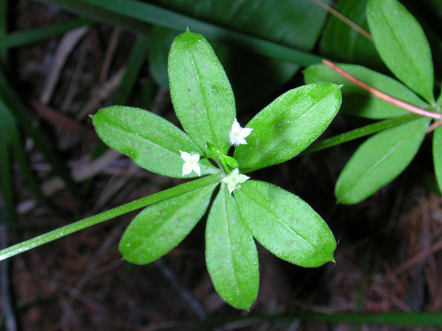 Gaillet à trois fleurs
