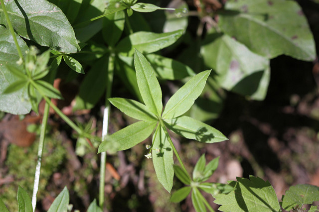Gaillet à trois fleurs