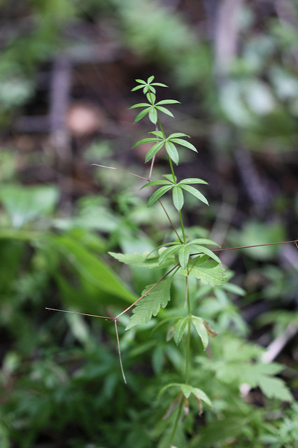 Gaillet à trois fleurs