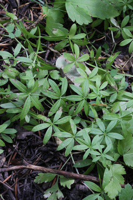 Gaillet à trois fleurs