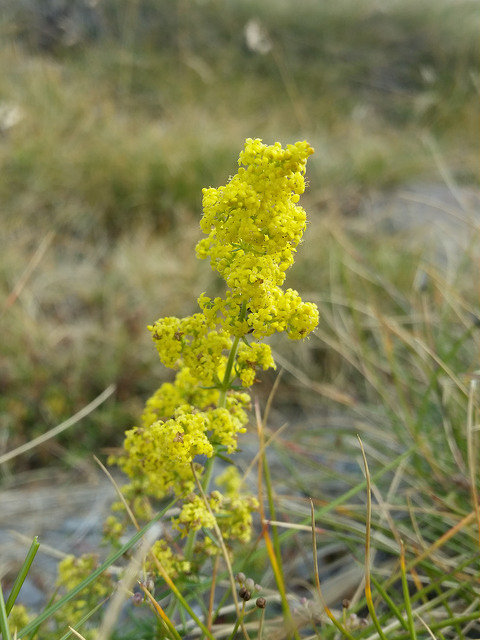 Caille-lait jaune