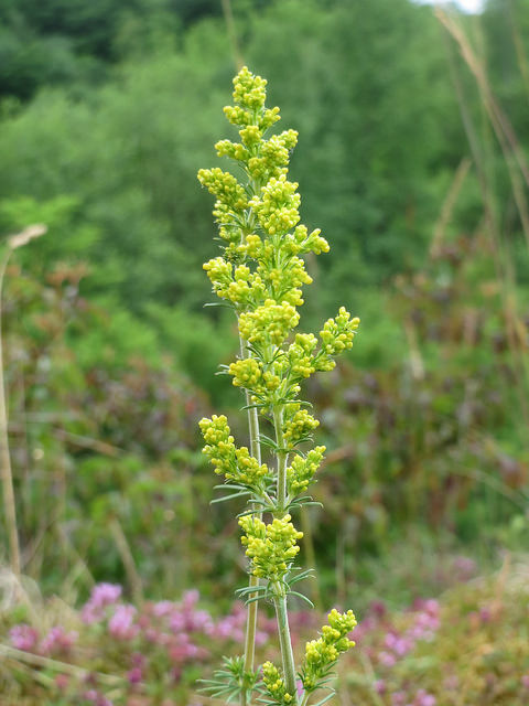 Caille-lait jaune