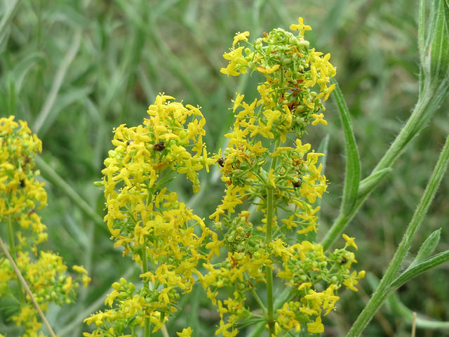 Caille-lait jaune