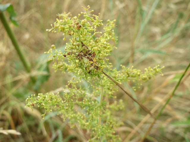 Caille-lait jaune