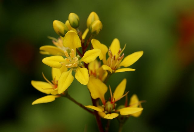 Galphimie glauque (Galphimia glauca)