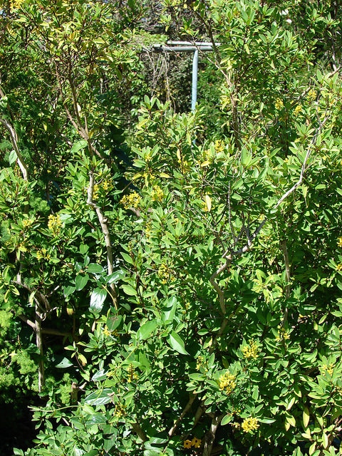 Galphimia gracilis