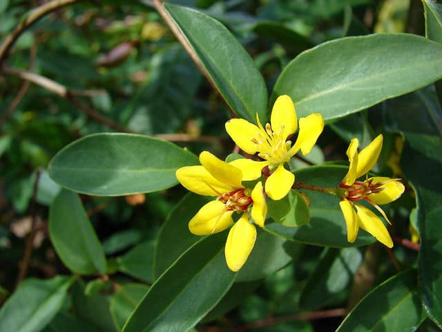 Galphimia gracilis