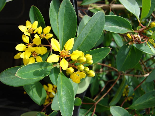Galphimia gracilis