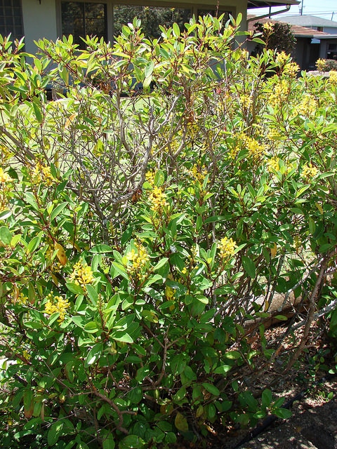 Galphimia gracilis