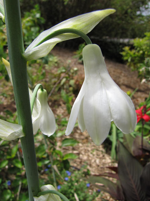 Jacinthe du cap