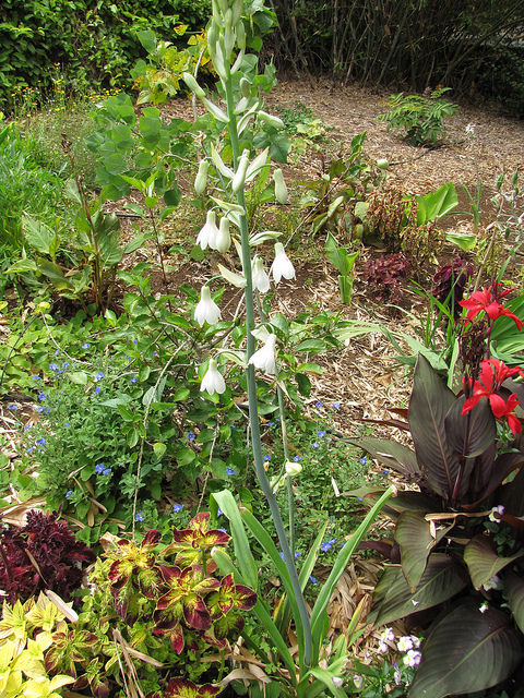 Jacinthe du cap