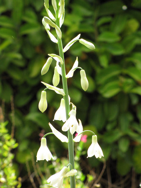Jacinthe du cap